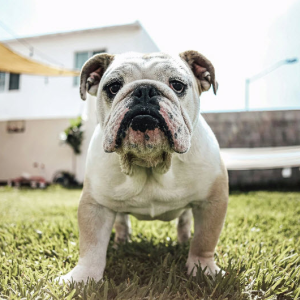 Dog Treatments