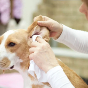 Cleaning Dogs’ Ears