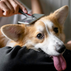 Dog Grooming