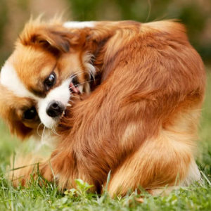 Fleas & Ticks on Dogs