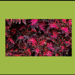 Coleus-Wildfire Smokey Rose