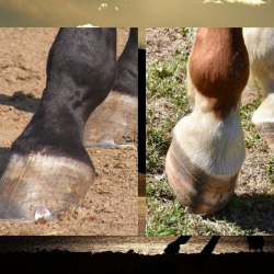 Hooves, Hoof Health