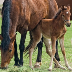 Herbs for Horses