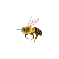 Bee Removal Tucson