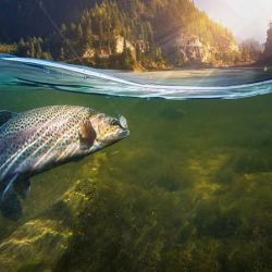 Conserving Fish and Aquatic Life