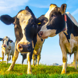 Livestock and Land Program