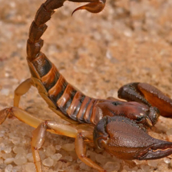 Scorpions