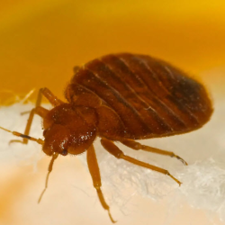 Bedbugs