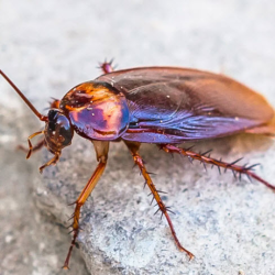 Cockroaches