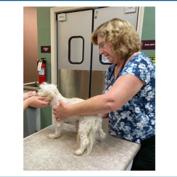 Wellness & Vaccinations