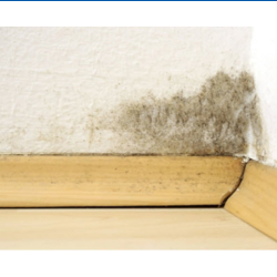 Mold Removal