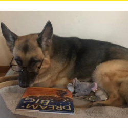 Reading With Shepherd Daisy