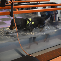 Underwater Treadmill