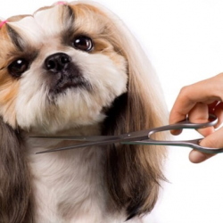 Pet Grooming 