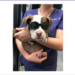 Laser Therapy