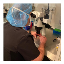 IVF (In Vitro Fertilization)