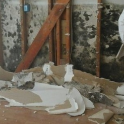 Mold Remediation Services
