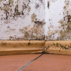 Mold Removal & Remediation