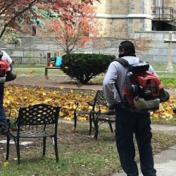 Yard Cleanups
