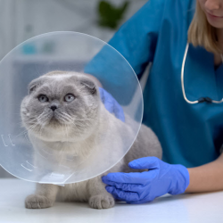 Services For Companion Animals