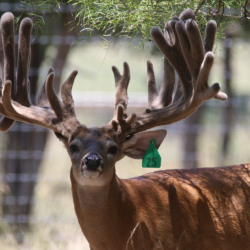 Deer Protein And Blends