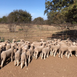 Jacoby Brothers Club Lambs