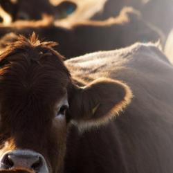 Services for Large Animals