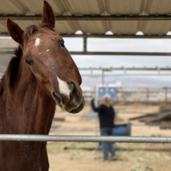 Sanctuary Horses