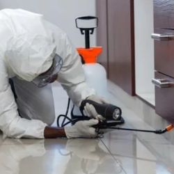 Pest Treatment with Warranty