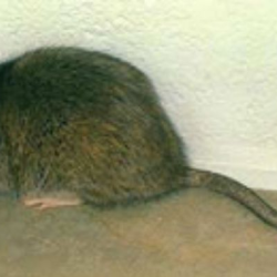 Rat and Mice Treatment
