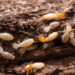 Pretreat Foundation for Termites