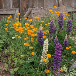 Day Retreats in the Garden