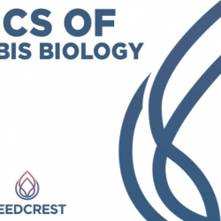 Basics of Cannabis Biology