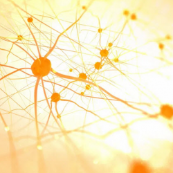 Regulating Energy Homeostasis