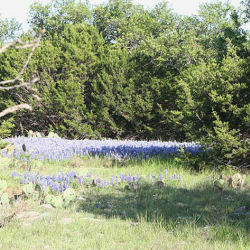Rocking R Ranch Bluebonnets Patch