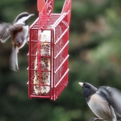 Backyard Birds & Critters