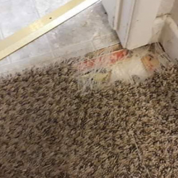 Carpet Repair