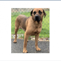  Adopt a Pet/Animal Shelter