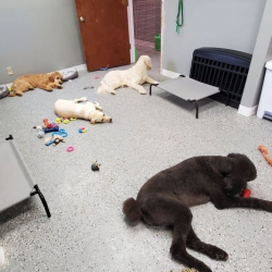 Doggie Daycare 