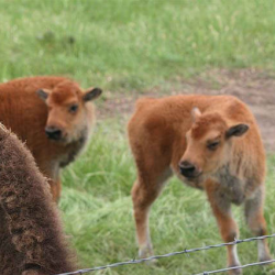 Residents of Rocking R Ranch