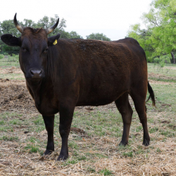 Black Fullblood Wagyu Bulls