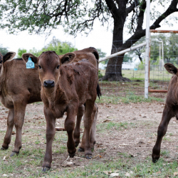 Live Animals For Sale