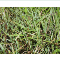 Brown Top Millet Seed