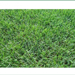 Bermuda Hulled Grass Seed