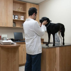 Treat Dogs, Cats, and Small Animals