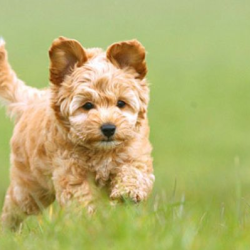 Arthroscopy (elbow dysplasia)