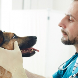 Dental services (dentistry root canals)