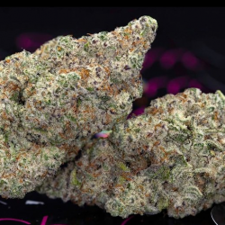 Exclusive Cannabis Strains