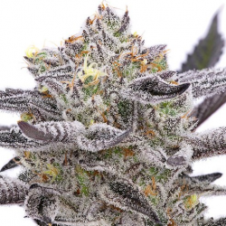 About Premium Genetics