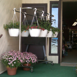 Hanging Baskets and Patio Pots